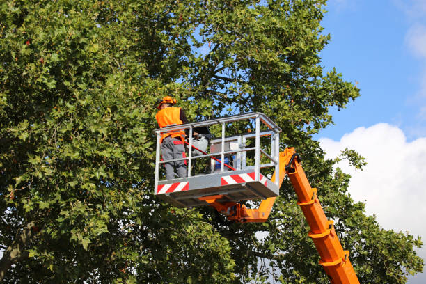 Tree Root Removal in Fall City, WA